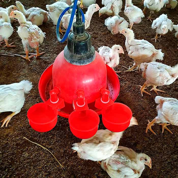 ChickenBowl, itató tyúkok és más baromfik számára (6 db) - Image 6